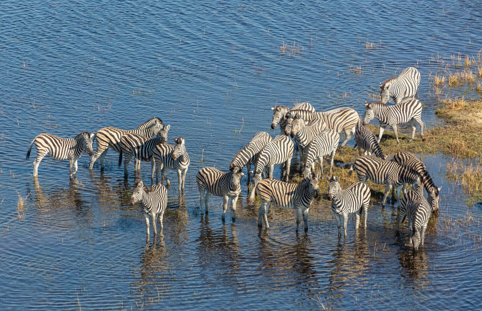 Delta de l'Okavango
